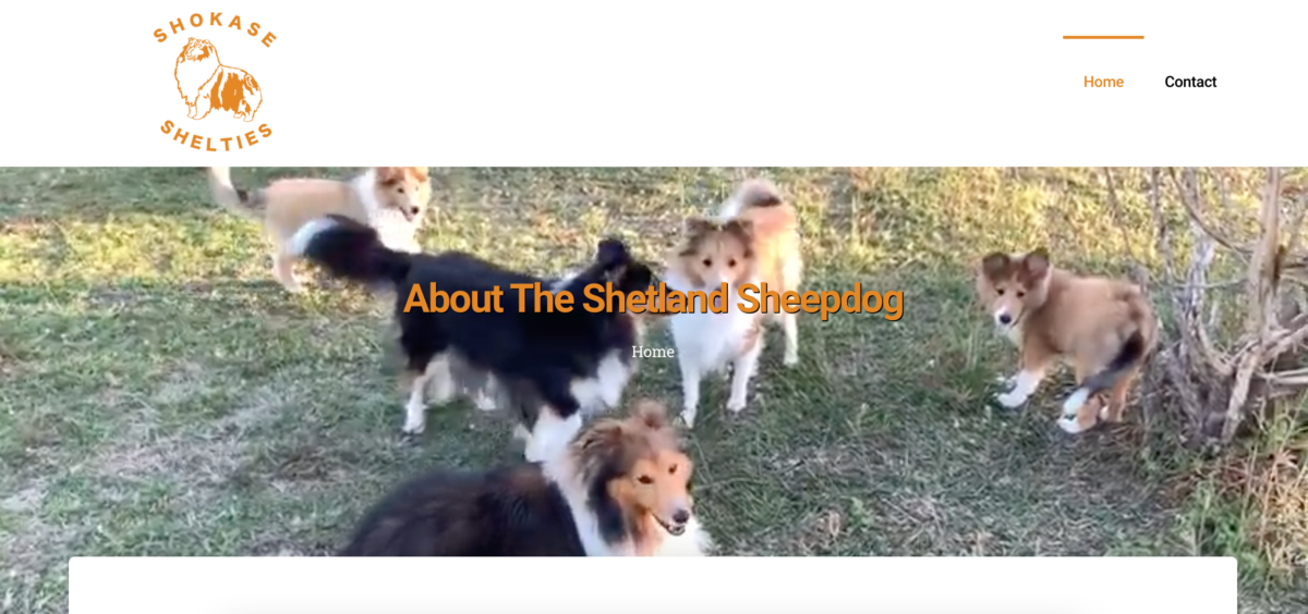 Shokase Shelties Website